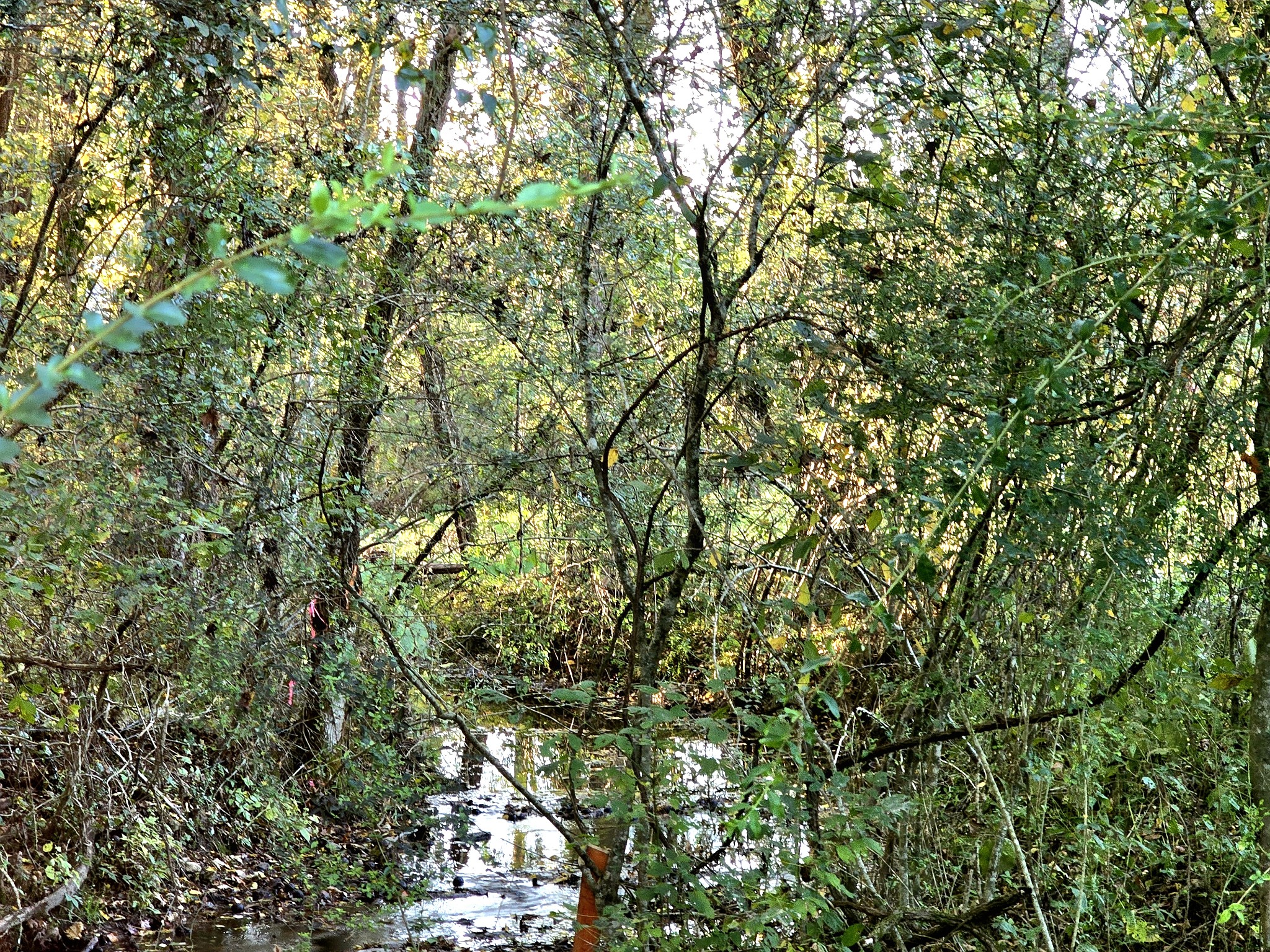 a view of a tree in a yard