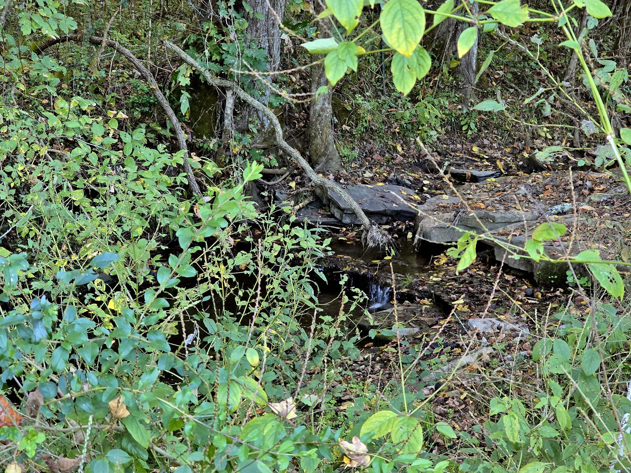 502 Case Road Prospect, TN 38477 - Photo 11 of 20 a plant view in a garden