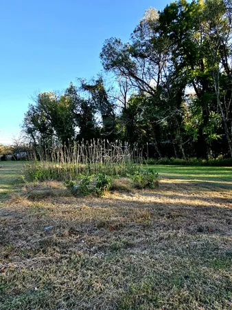 a plant view in a garden