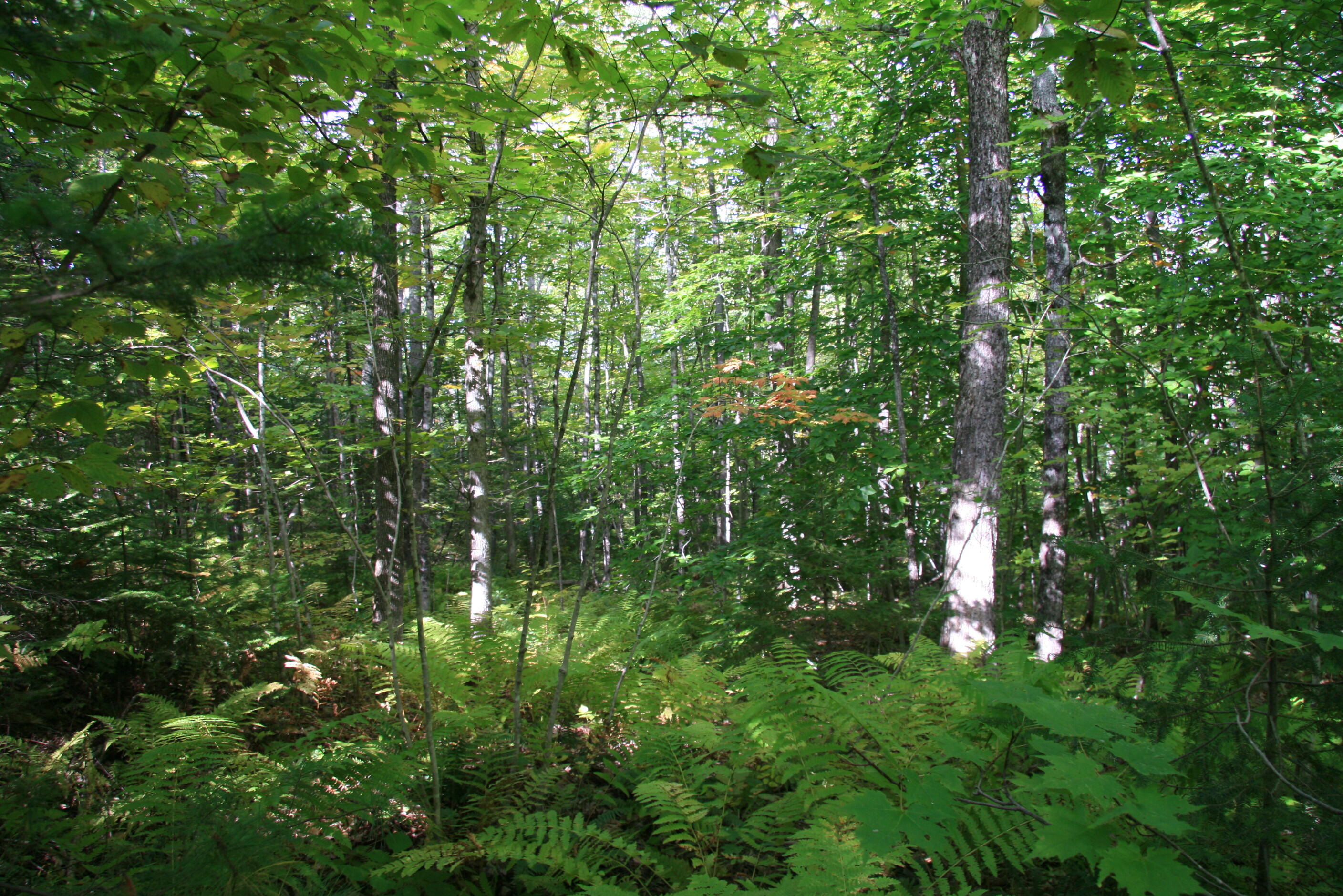 260 North Guilford Road Monson, ME 04464 - Photo 12 of 17 IMG_8422