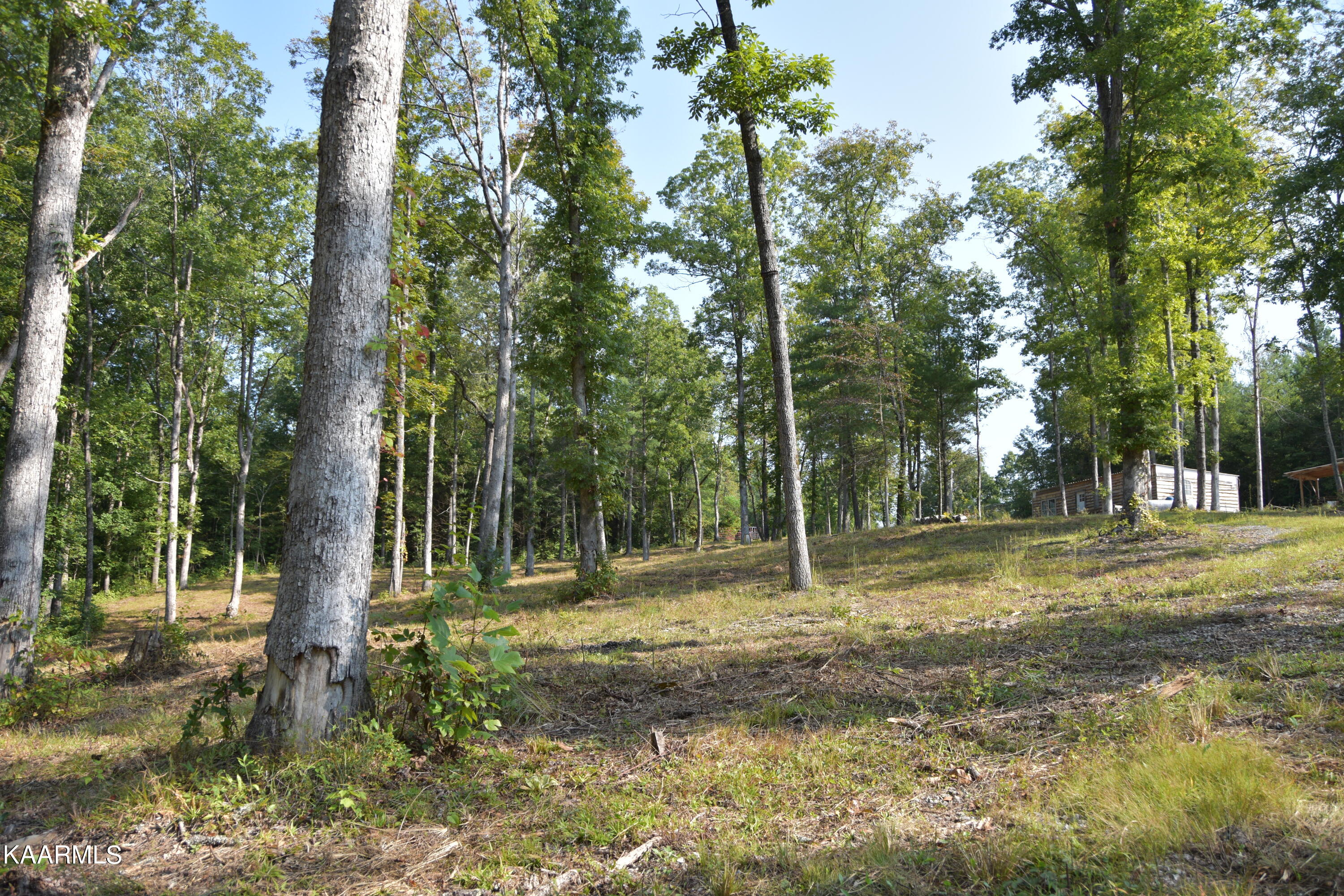 566 Williams Branch Road Lancing, TN 37770 - Photo 11 of 34 land