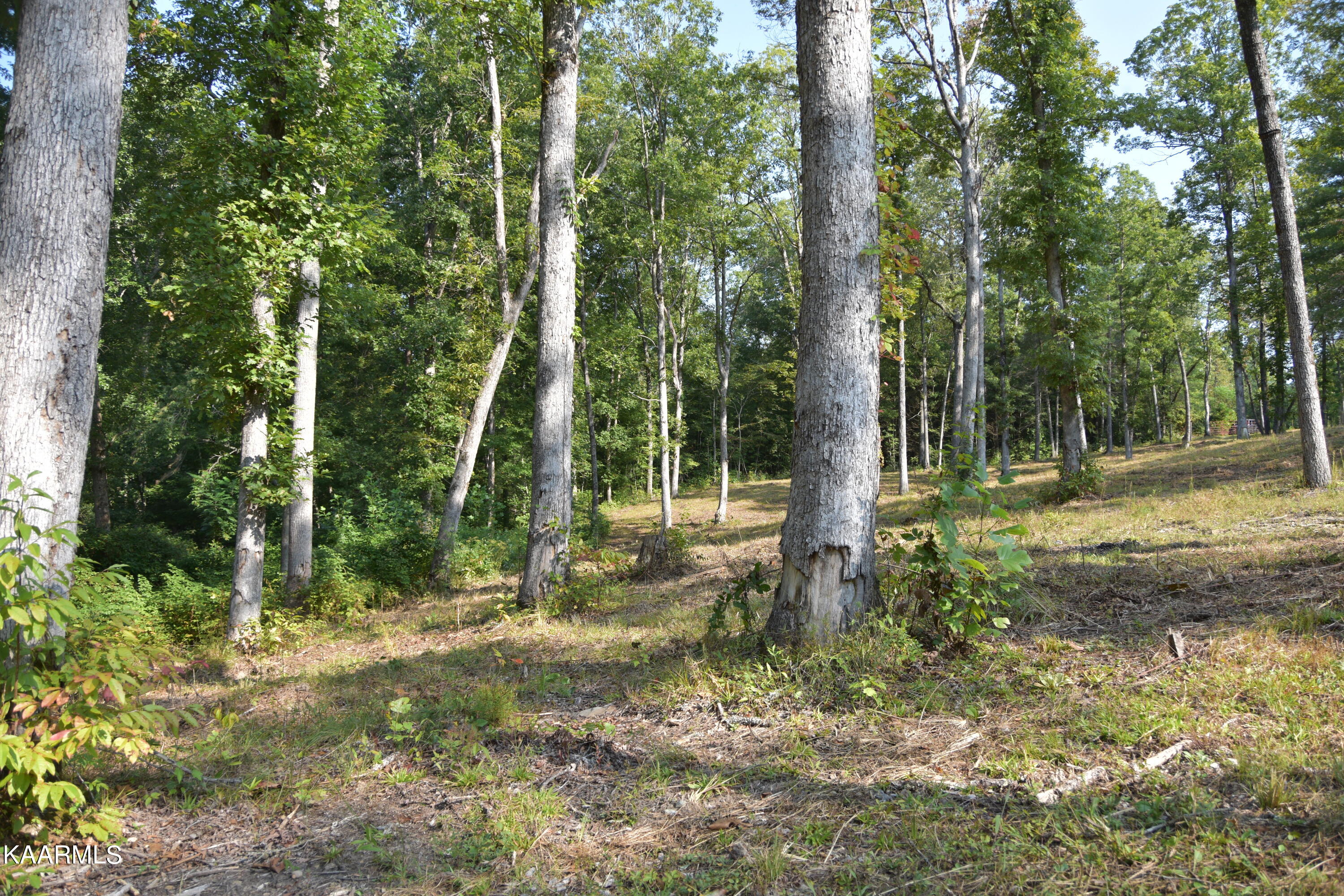 566 Williams Branch Road Lancing, TN 37770 - Photo 10 of 34 land