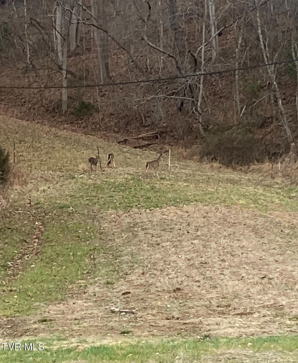 177 Helton Hollow Road Eidson, TN 37731 - Photo 55 of 61 IMG_0414