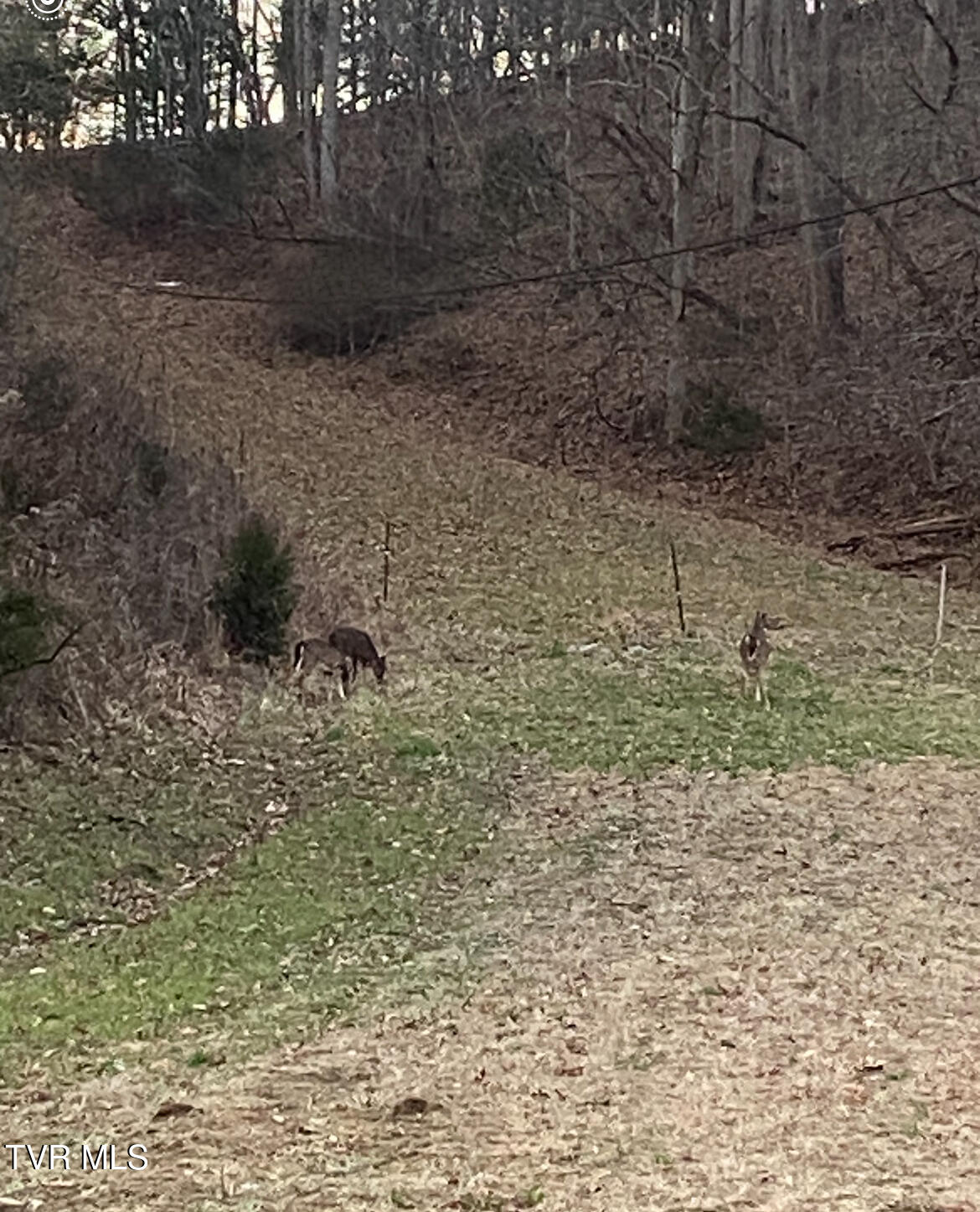 177 Helton Hollow Road Eidson, TN 37731 - Photo 58 of 61 IMG_0417