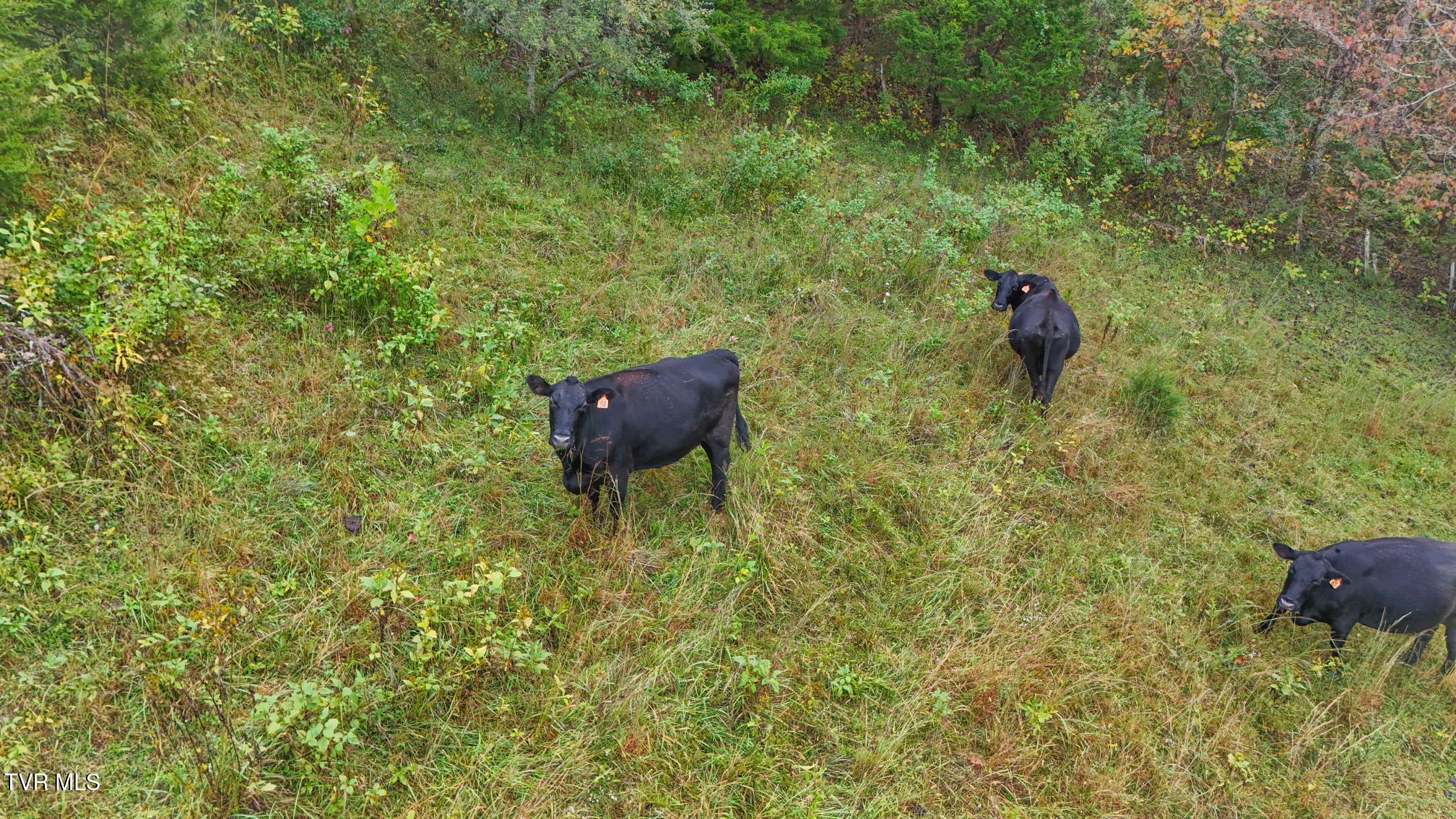 177 Helton Hollow Road Eidson, TN 37731 - Photo 7 of 61 Pasture