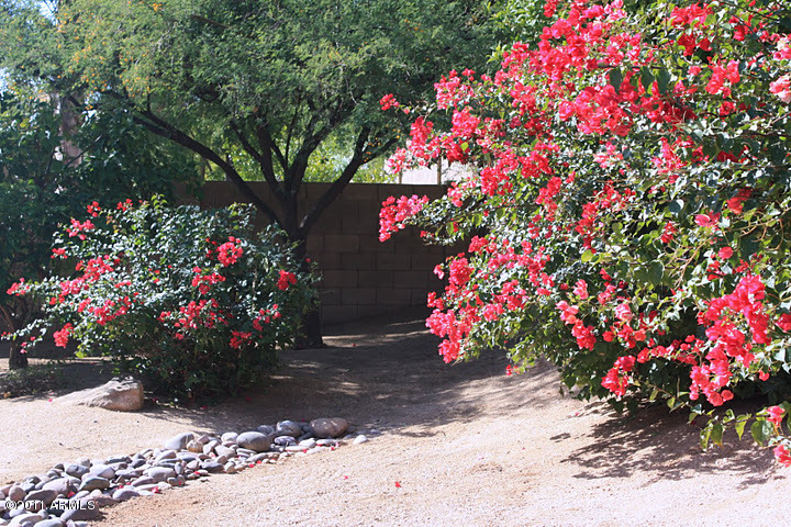 4366 East Briles Road Phoenix, AZ 85050 - Photo 13 of 14 Backyard
