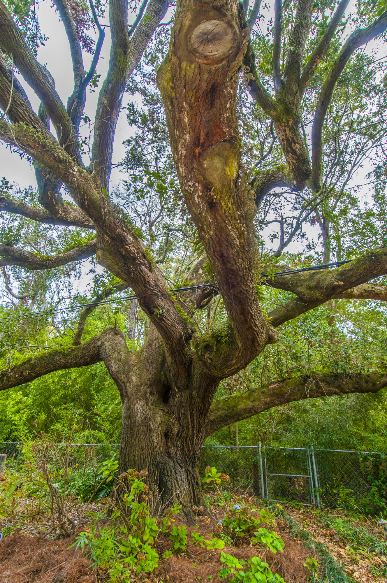 1014 Foxcroft Road Charleston, SC 29412 - Photo 4 of 17 Back tree