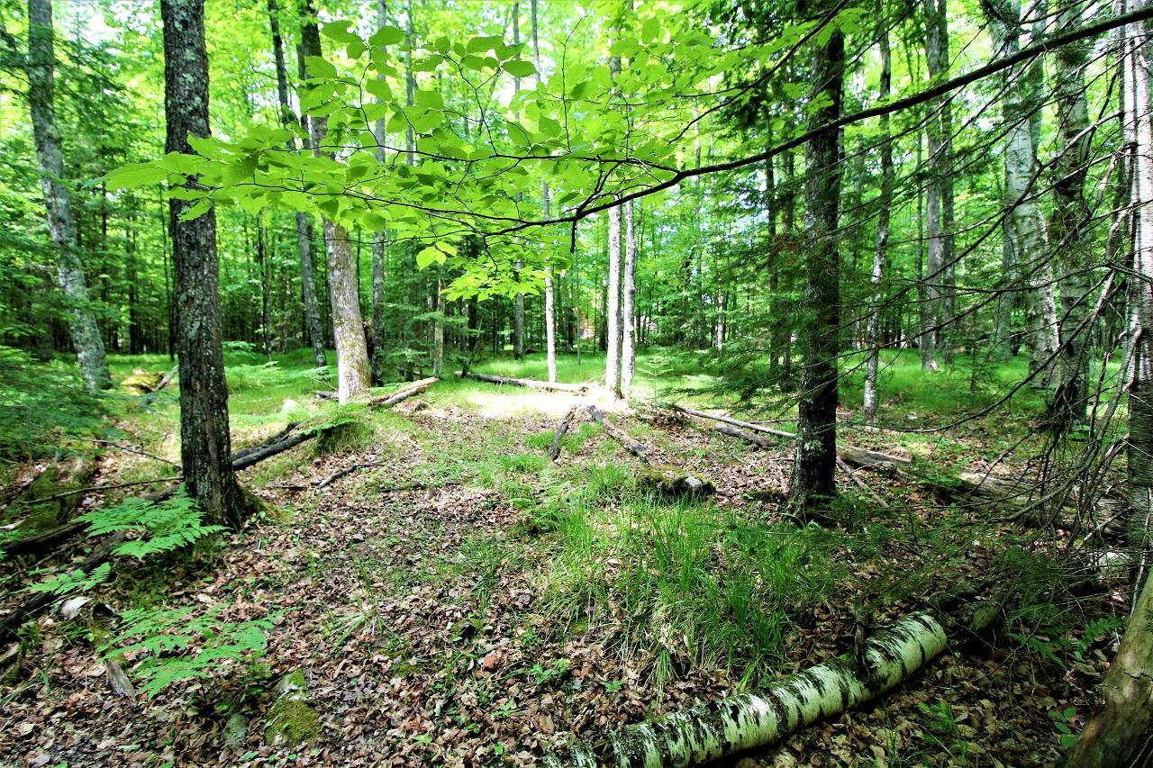 Tbd Wallace Road Mercer, WI 54547 - Photo 3 of 11 Gallery Image 3