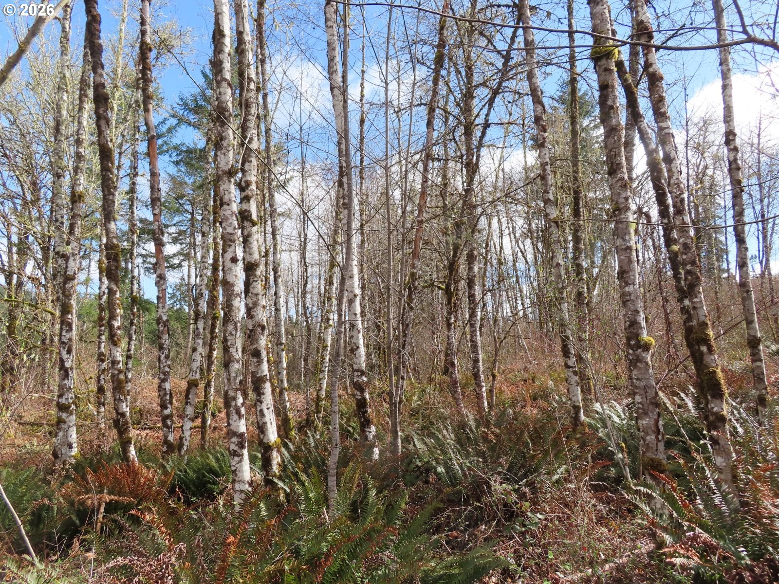 125 Oppelt Road Chehalis, WA 98532 - Photo 12 of 19 a view of forest