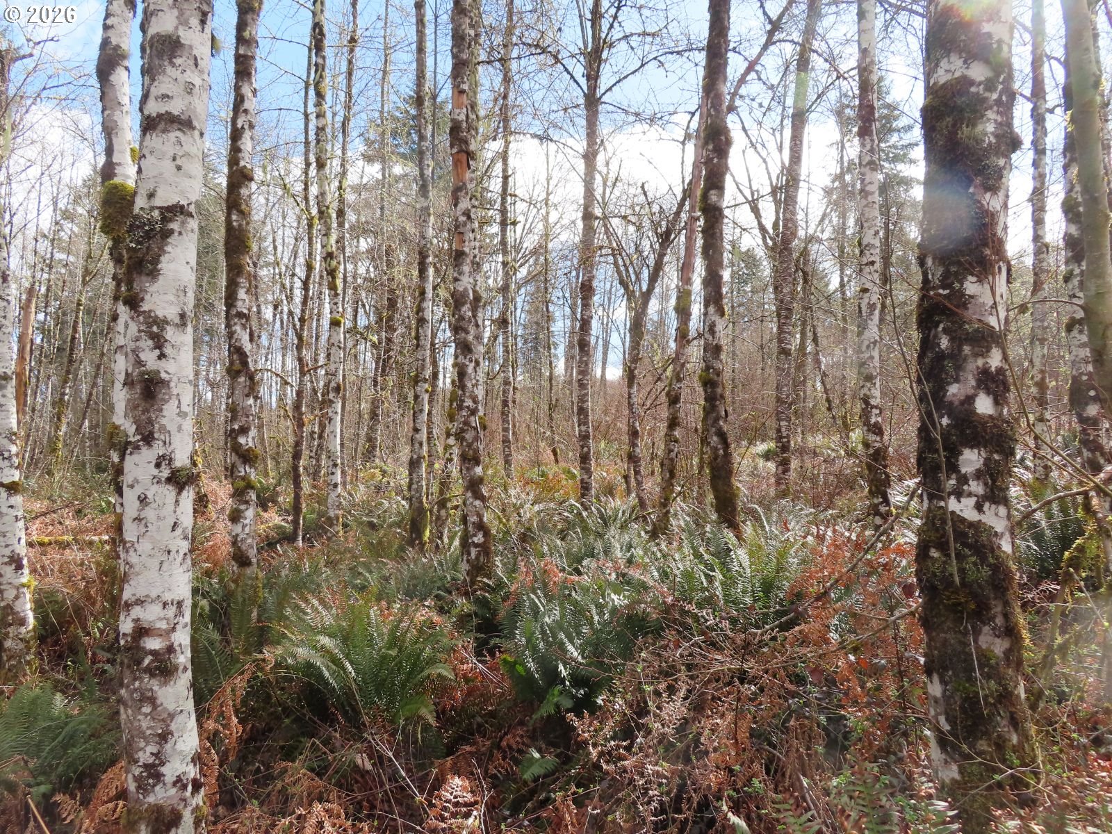 125 Oppelt Road Chehalis, WA 98532 - Photo 13 of 19 a view of forest