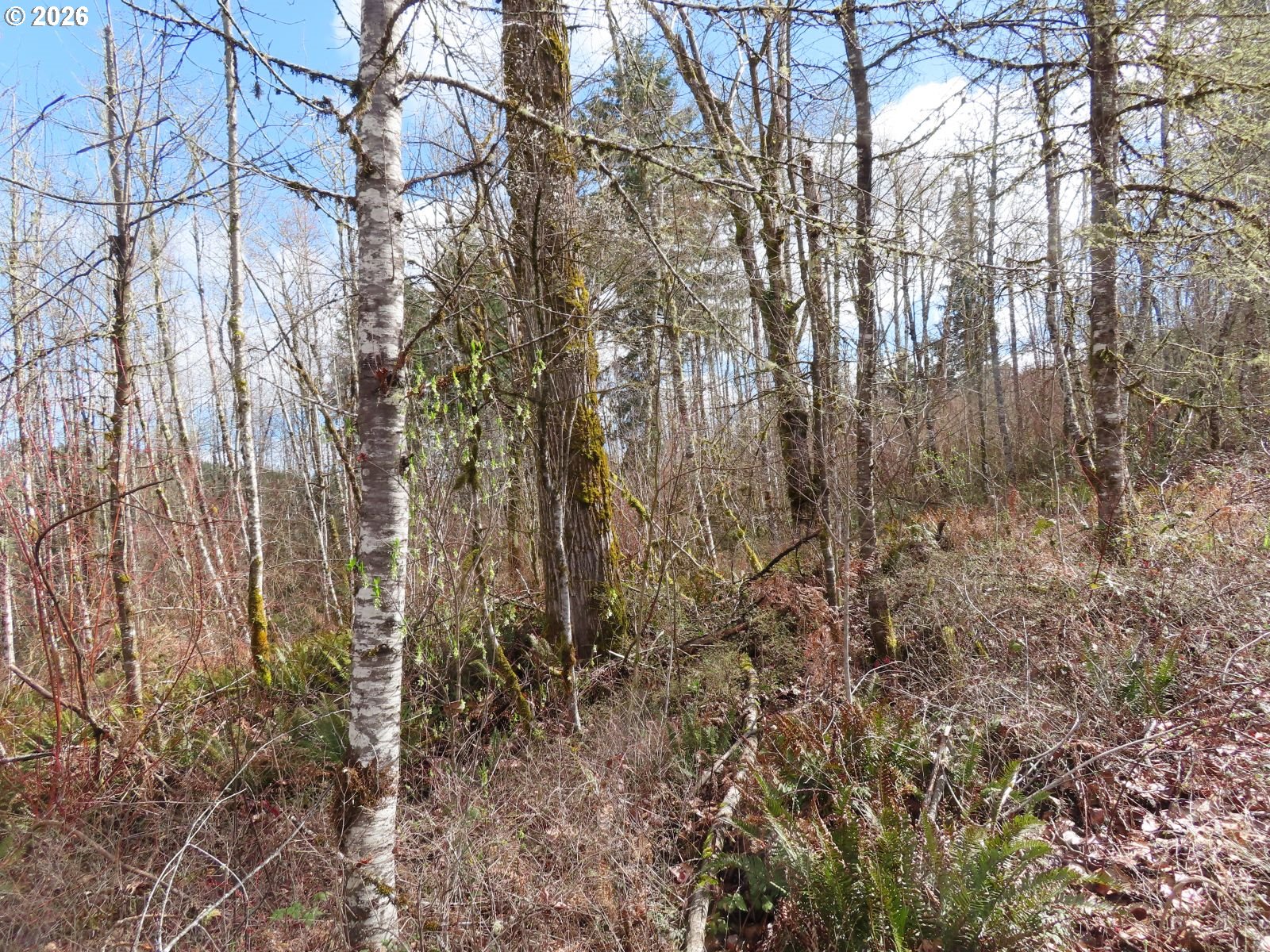 125 Oppelt Road Chehalis, WA 98532 - Photo 15 of 19 a view of a yard with lots of bushes