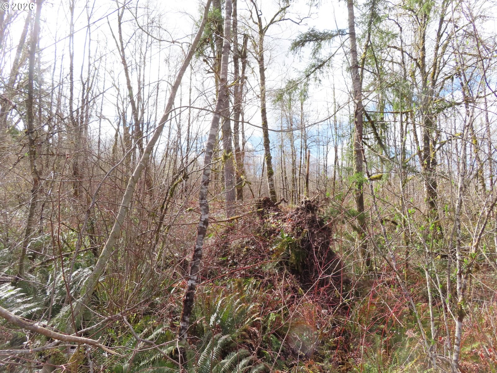 125 Oppelt Road Chehalis, WA 98532 - Photo 18 of 19 a backyard of a house with lots of green space