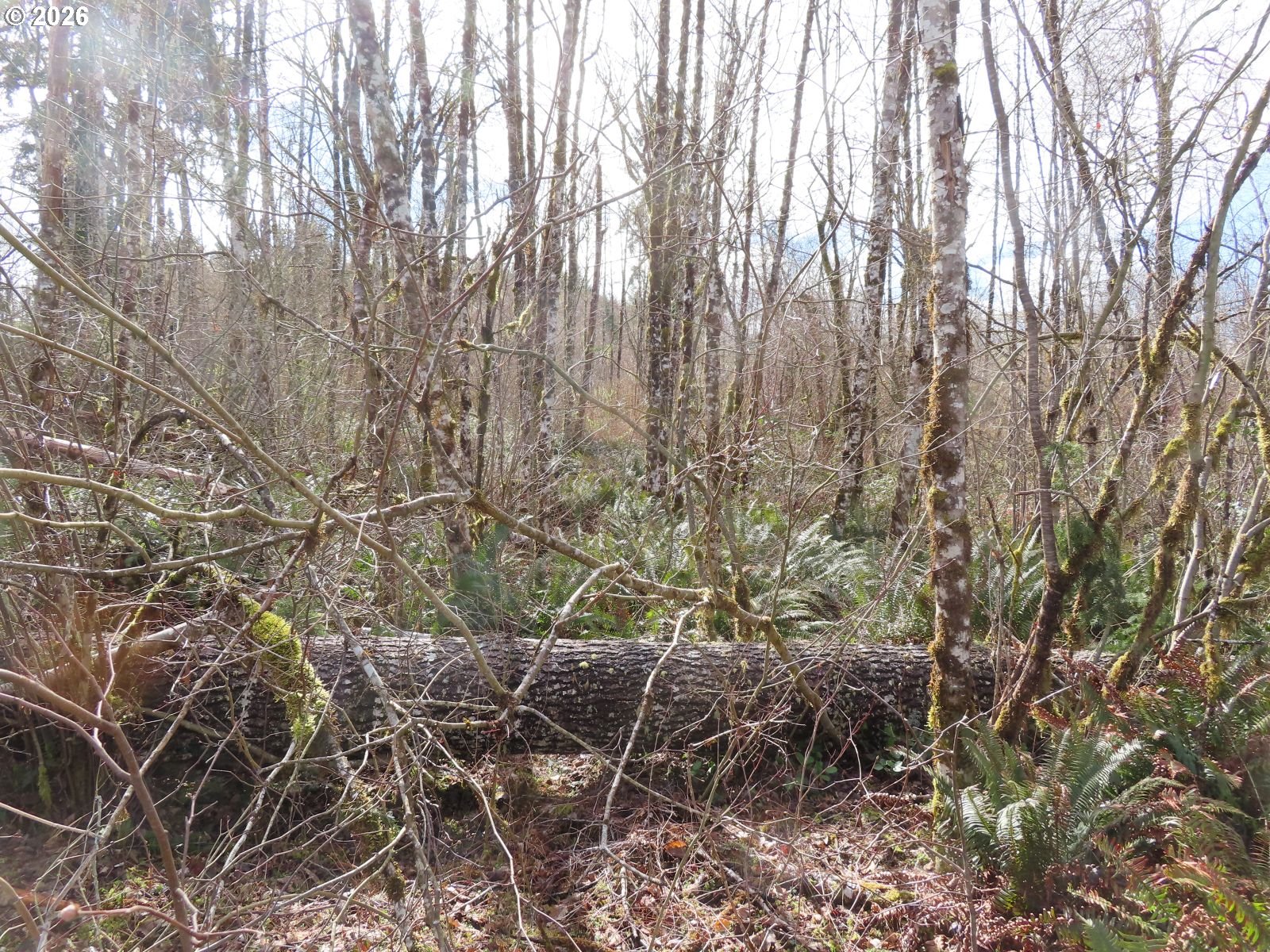 125 Oppelt Road Chehalis, WA 98532 - Photo 19 of 19 a backyard of a house with lots of green space