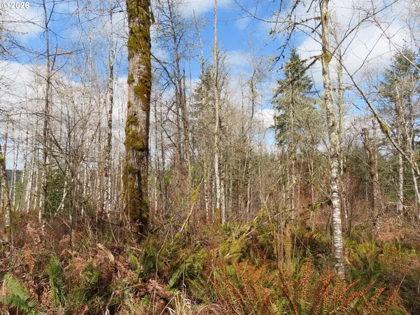 a view of a yard with trees