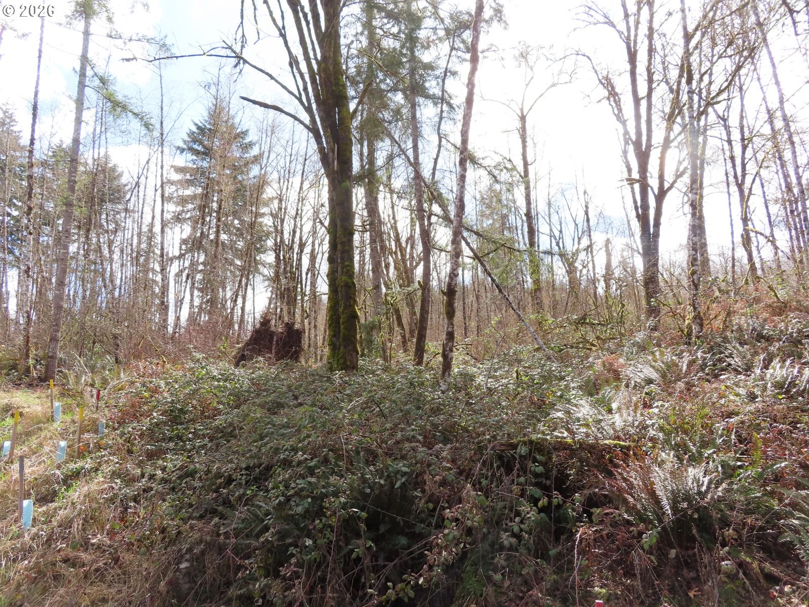 125 Oppelt Road Chehalis, WA 98532 - Photo 4 of 19 a view of a yard with trees