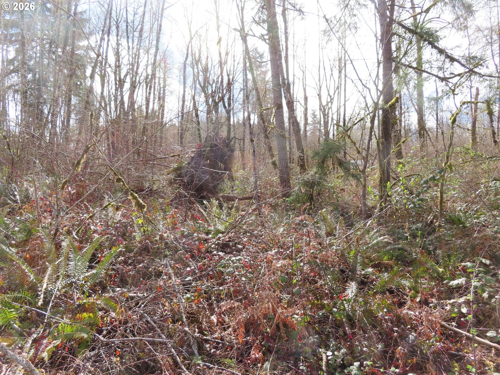 125 Oppelt Road Chehalis, WA 98532 - Photo 7 of 19 a big yard with lots of bushes