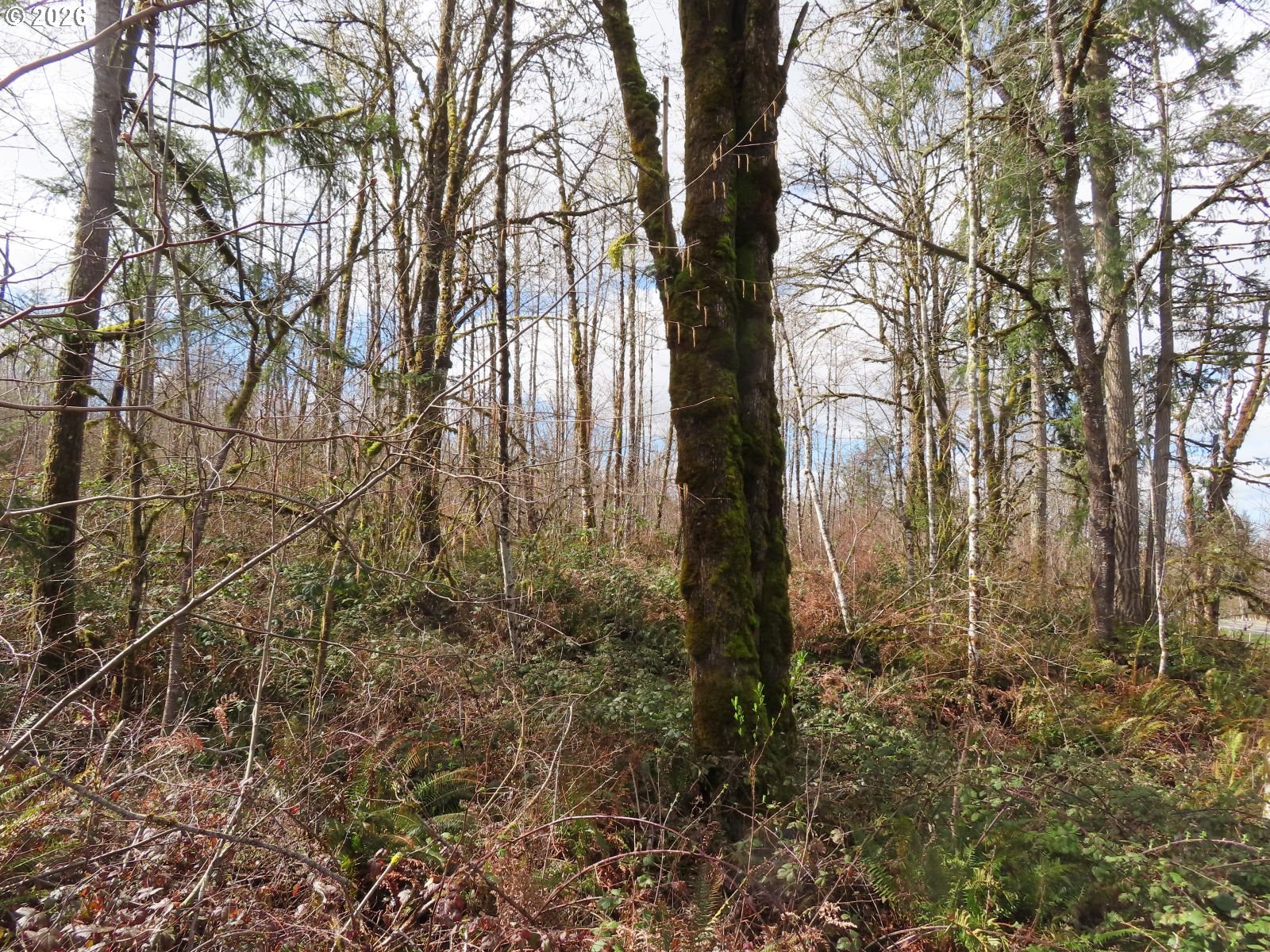 125 Oppelt Road Chehalis, WA 98532 - Photo 8 of 19 a view of a yard with trees