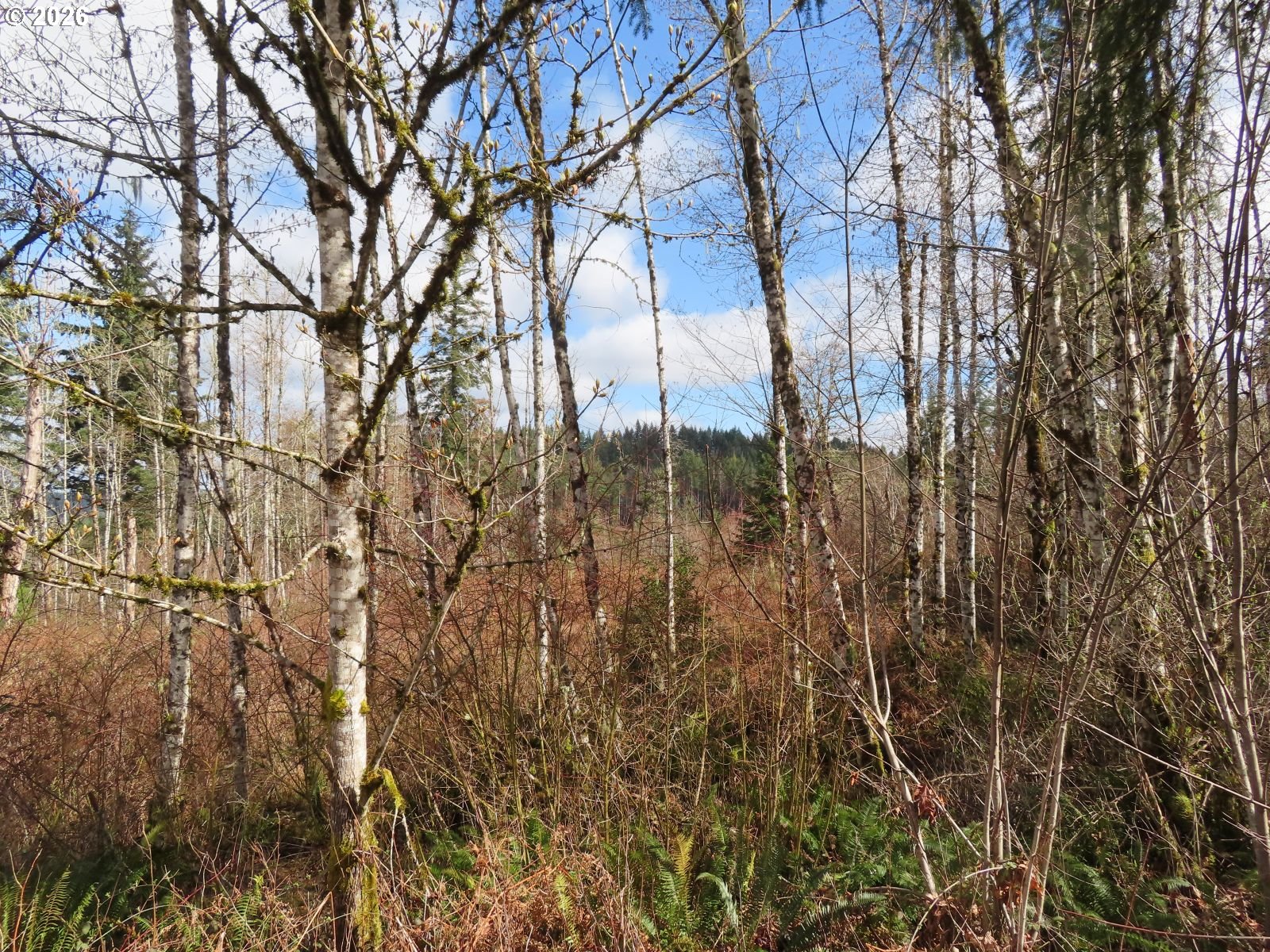 125 Oppelt Road Chehalis, WA 98532 - Photo 9 of 19 a view of a yard of the house
