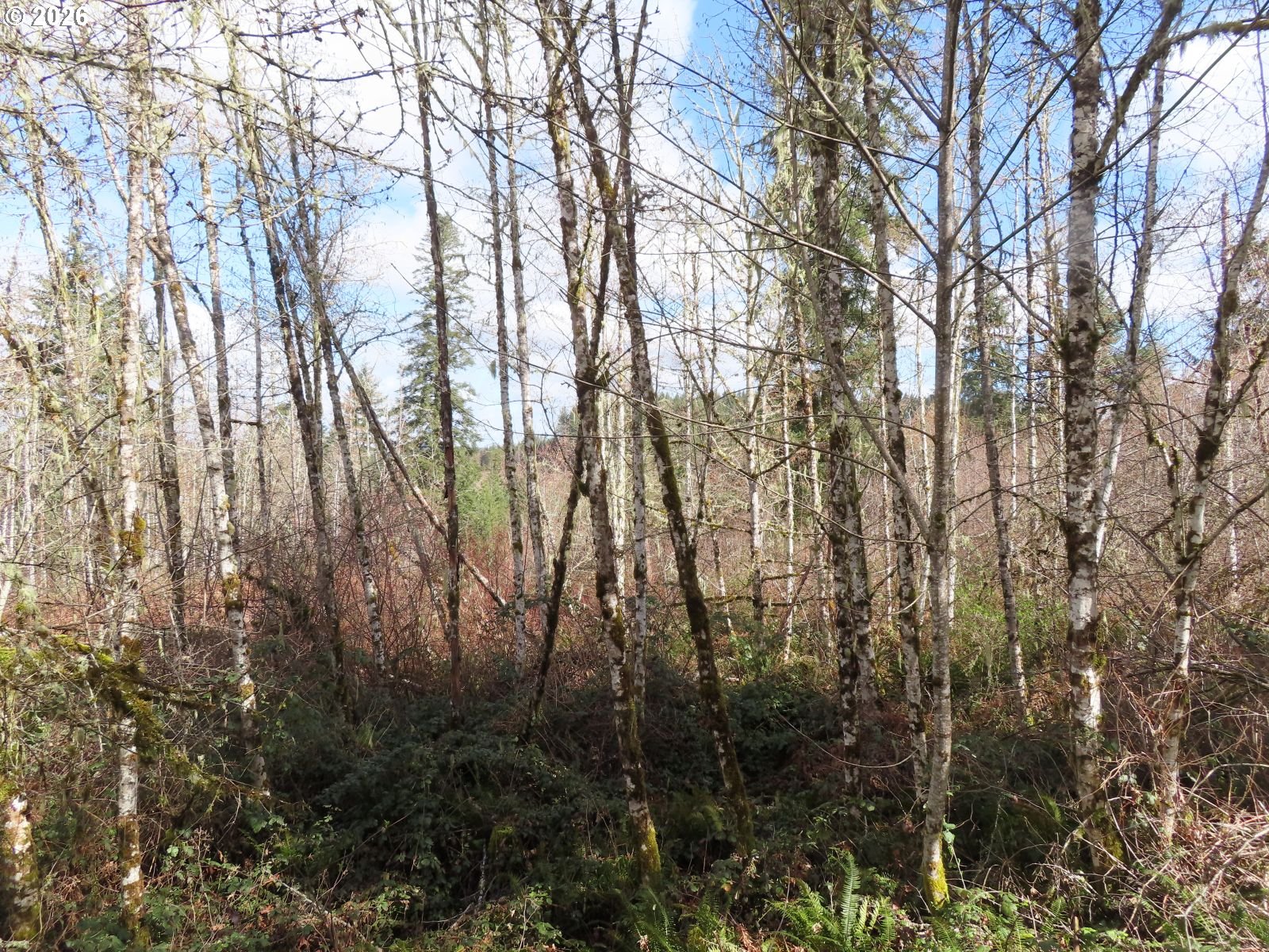 125 Oppelt Road Chehalis, WA 98532 - Photo 10 of 19 a view of forest