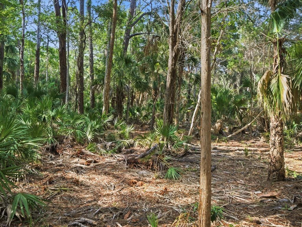 0 Osowaw Spring Hill Spring Hill, FL 34607 - Photo 5 of 5