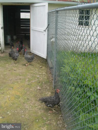 24579 Deep Neck Road Royal Oak, MD 21662 - Photo 22 of 29 Exterior Chickens