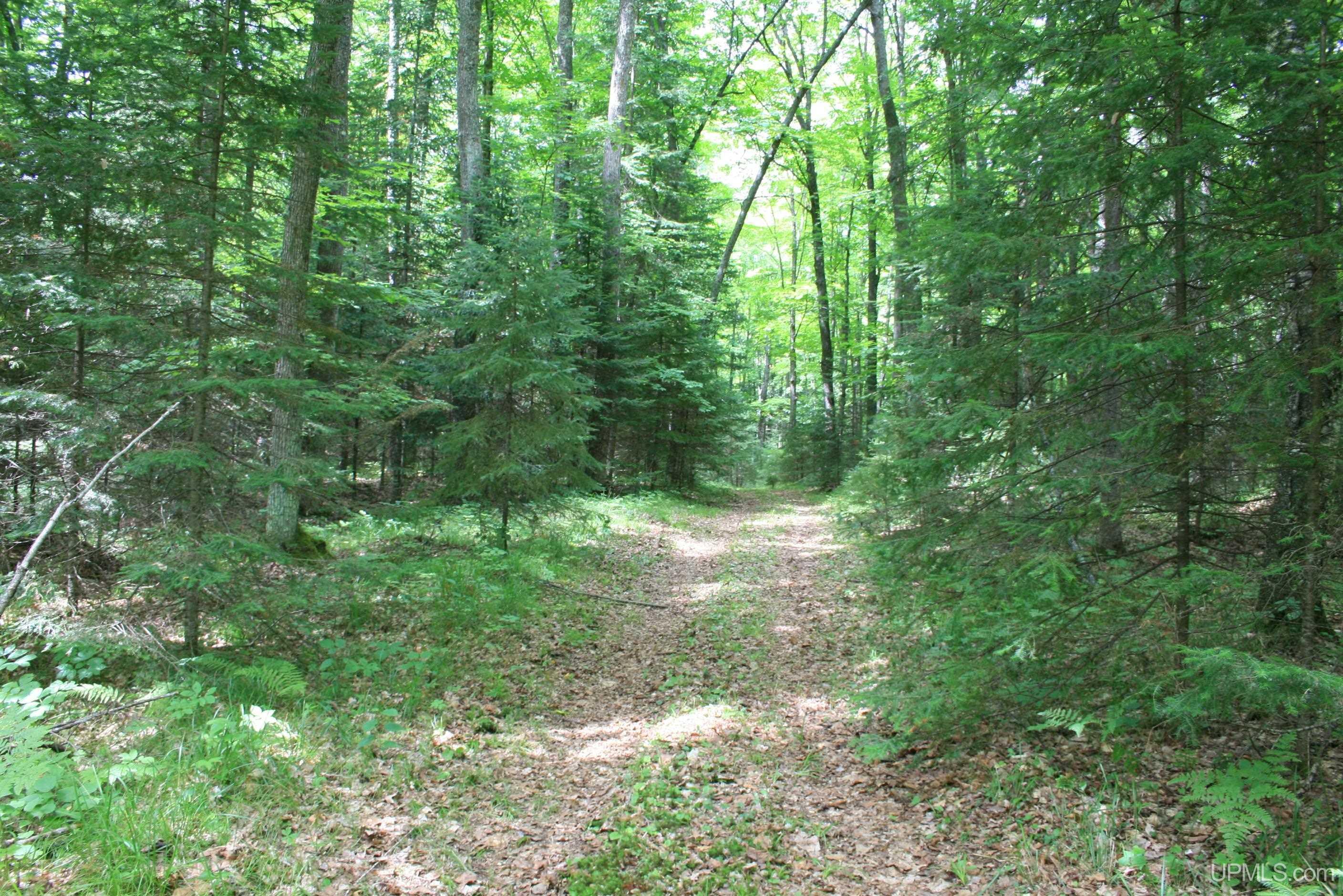 Tbd Sucker Lake Road Watersmeet, MI 49969 - Photo 10 of 24