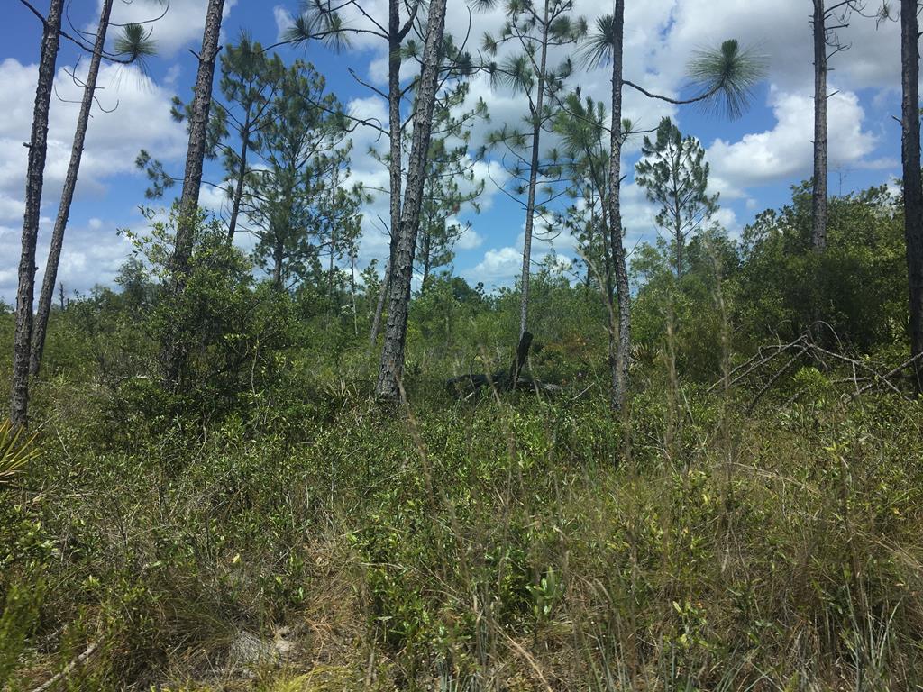 Tbd Rigsby Lane Fountain, FL 32438 - Photo 29 of 34 Gallery Image 29