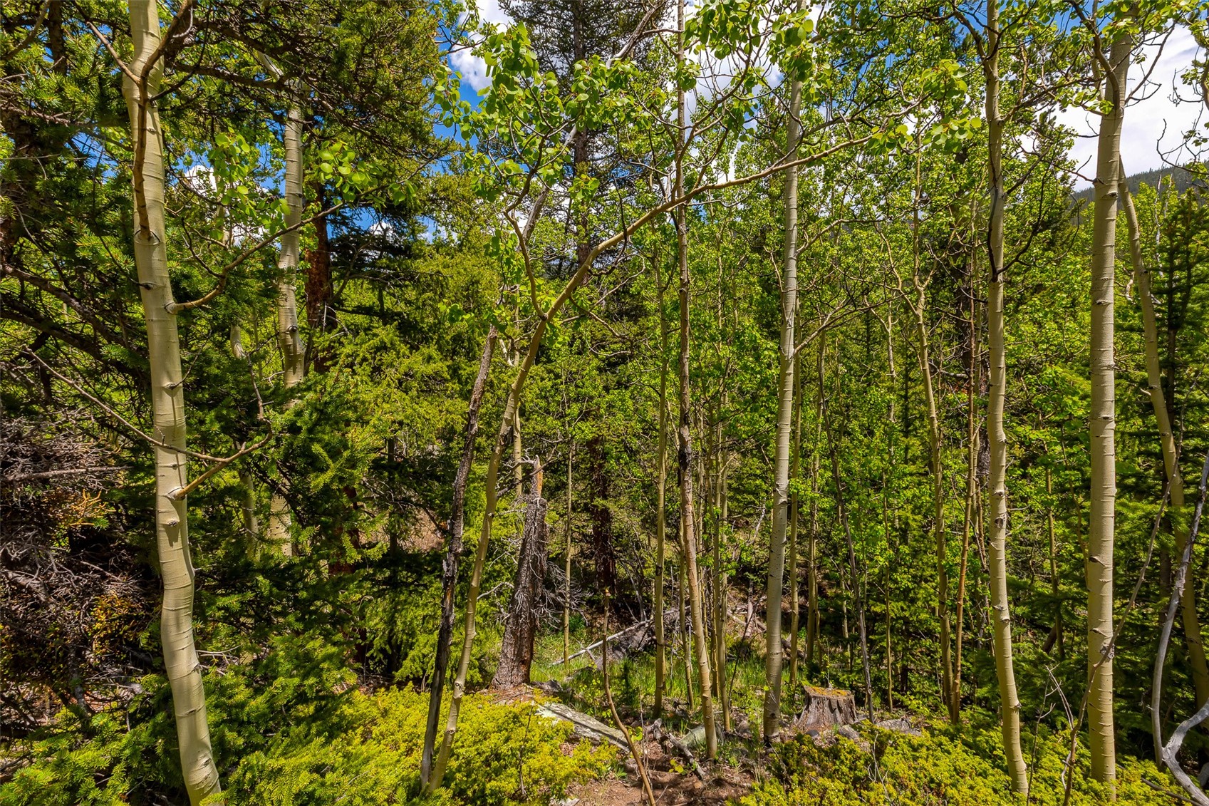 522 Quartzville Road Alma, CO 80420 - Photo 19 of 46