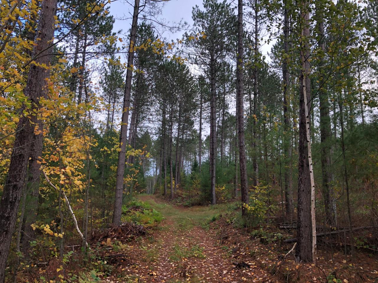 Nine Camp 9 Road Minocqua, WI 54548 - Photo 7 of 39 Gallery Image 7
