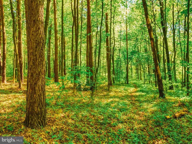 a backyard of a house with lawn chairs plants and large tree