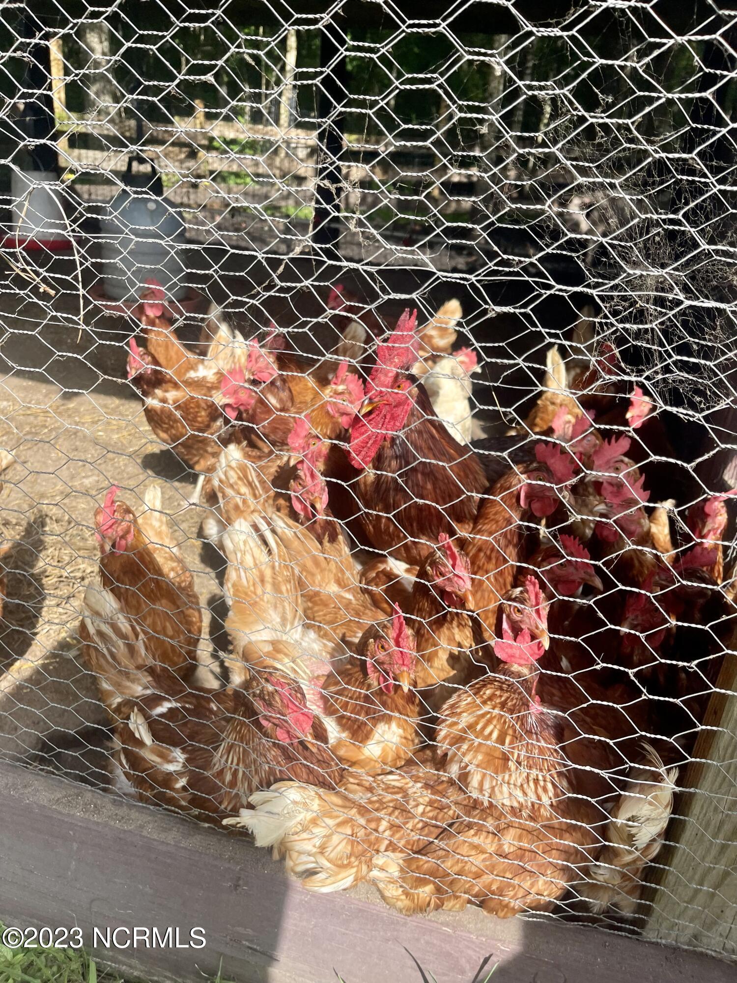 792 Roberts Road Newport, NC 28570 - Photo 40 of 52 Free chickens to new buyers