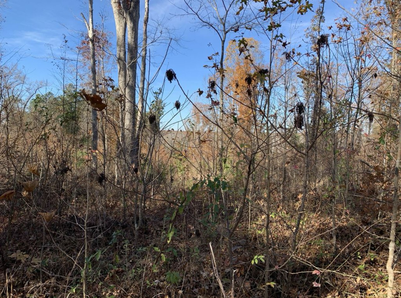 0 Kelly Road Medon, TN 38356 - Photo 11 of 14 a view of a dry yard with lots of bushes