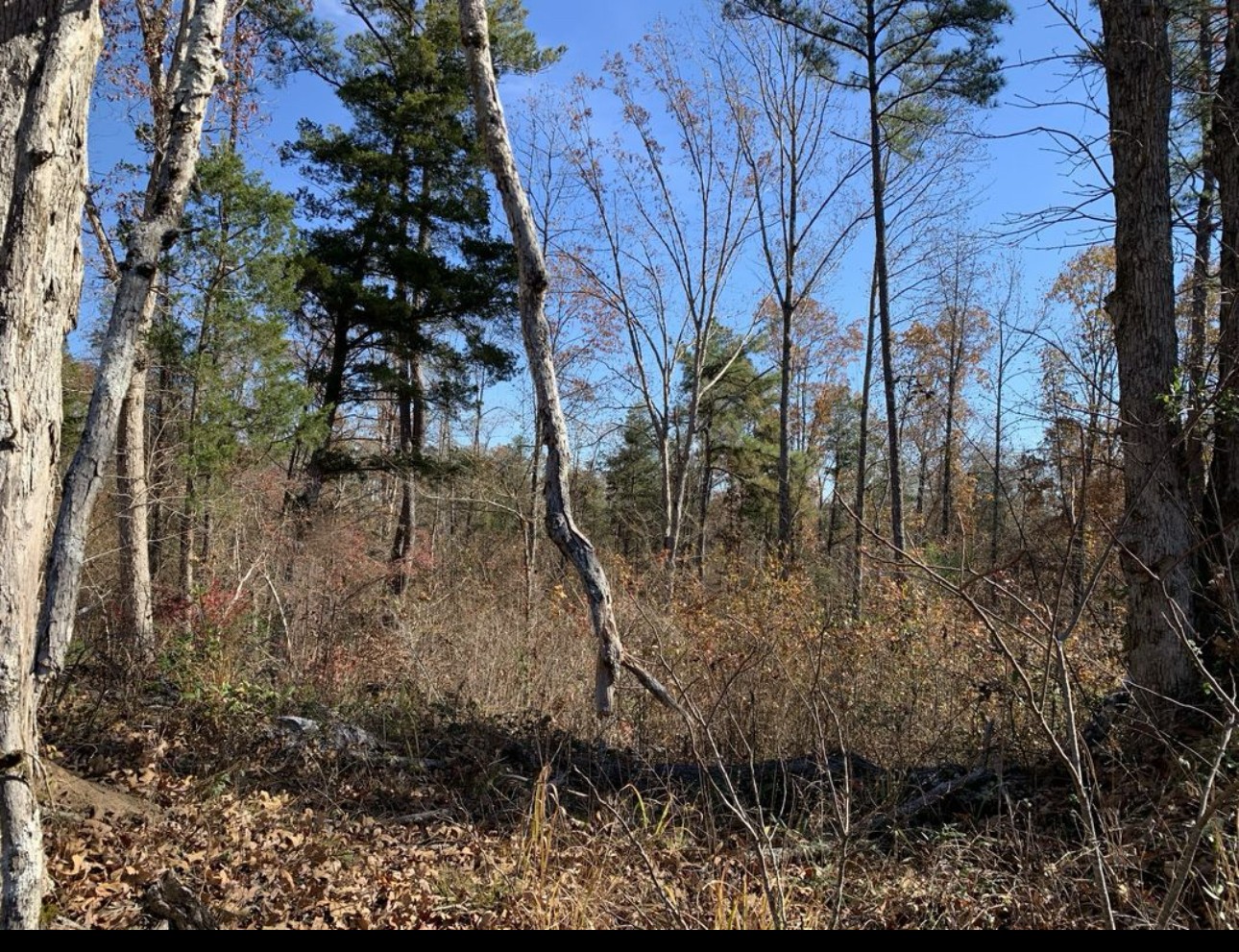 0 Kelly Road Medon, TN 38356 - Photo 12 of 14 a view of a yard