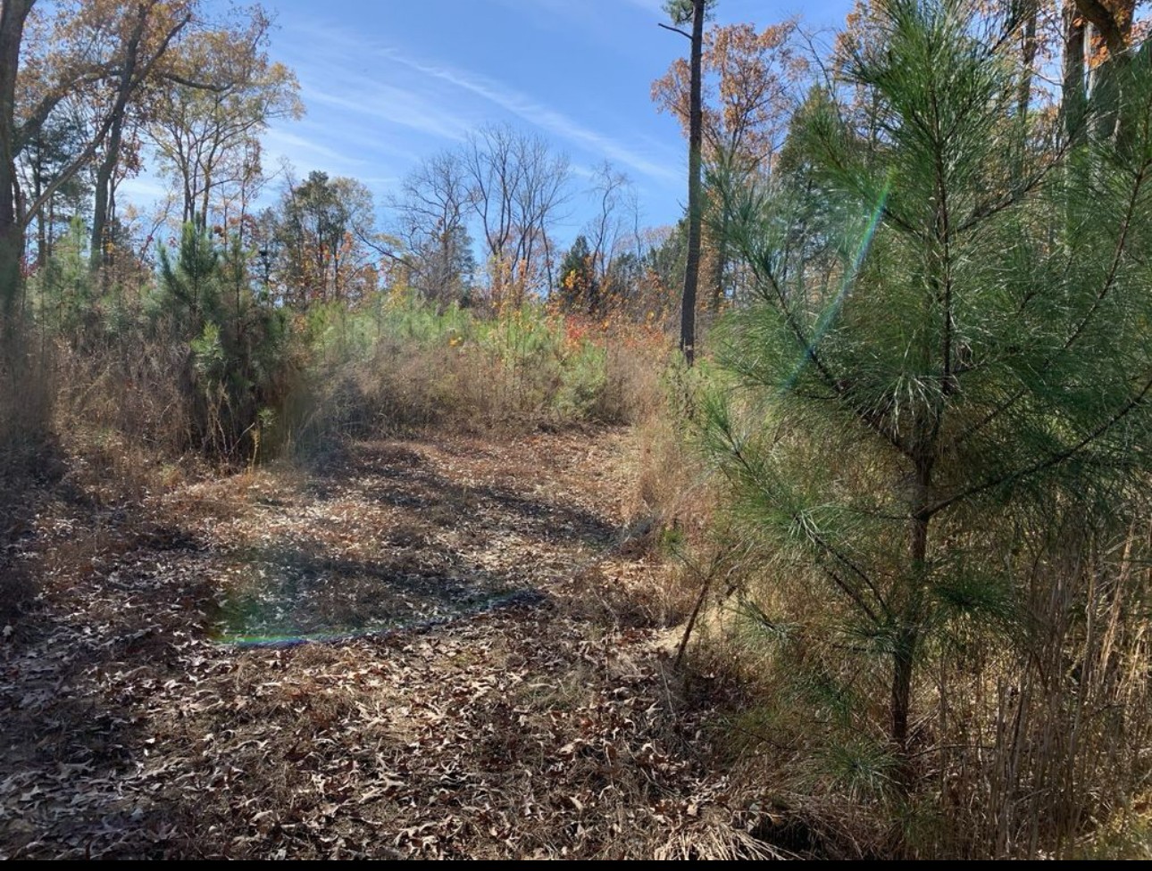 0 Kelly Road Medon, TN 38356 - Photo 2 of 14 a view of a forest with trees in the background