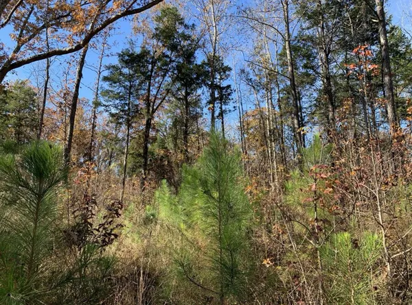 a view of a tree in a yard