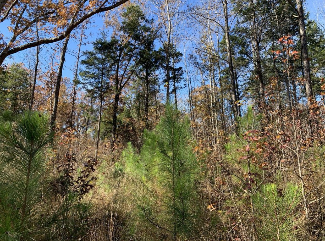 0 Kelly Road Medon, TN 38356 - Photo 3 of 14 a view of a tree in a yard