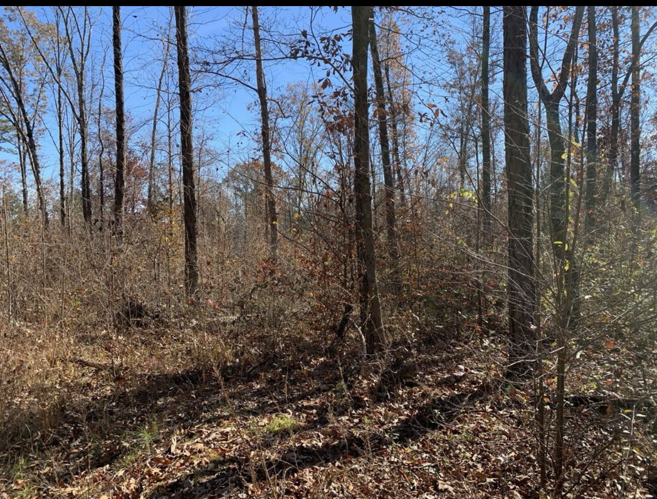 0 Kelly Road Medon, TN 38356 - Photo 4 of 14 a view of a yard with lots of trees