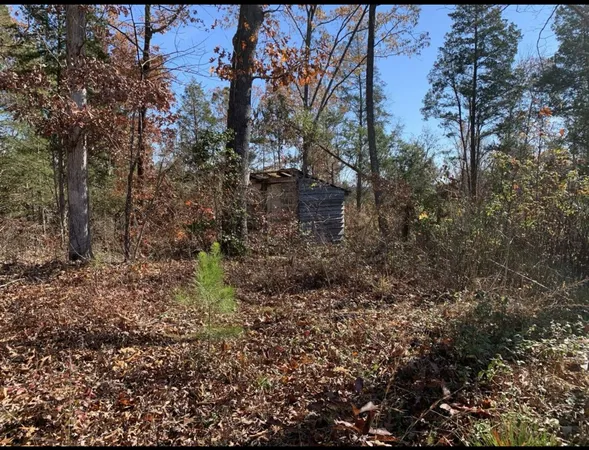 a view of a forest