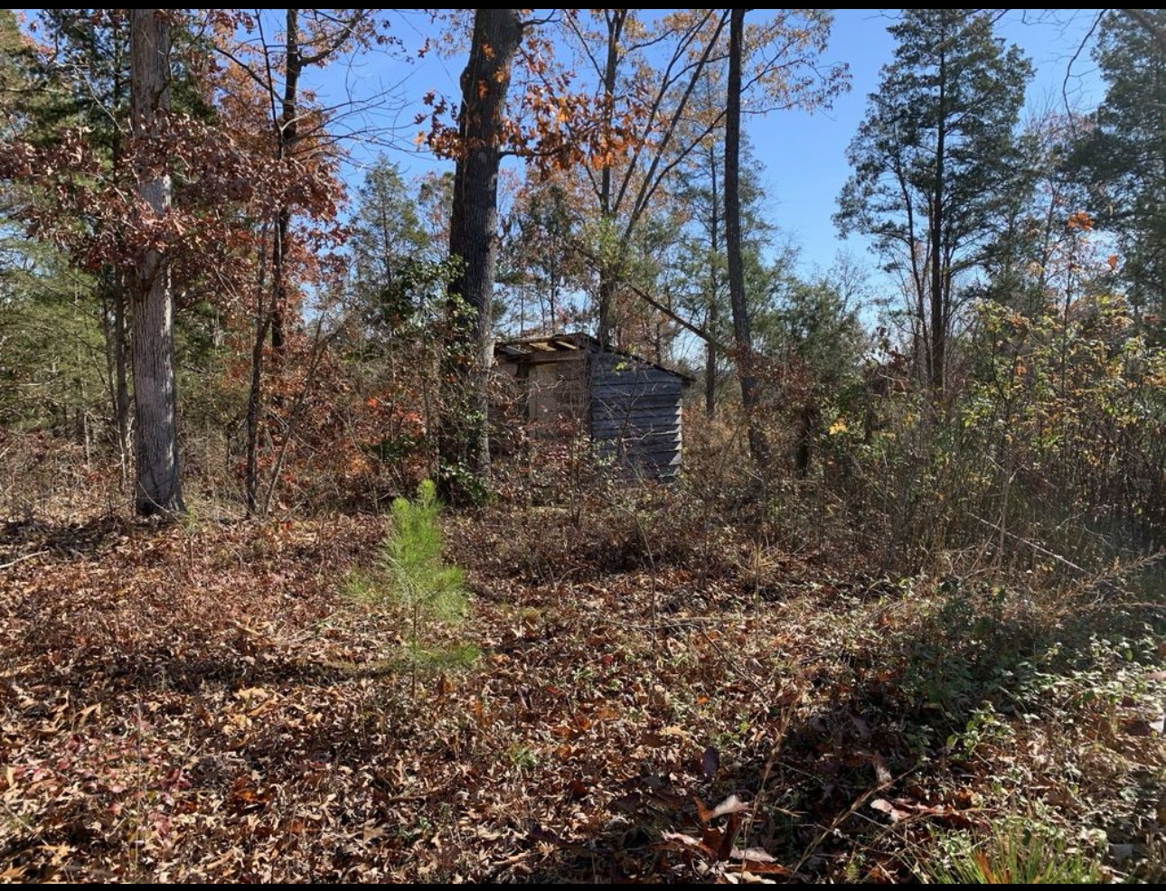0 Kelly Road Medon, TN 38356 - Photo 8 of 14 a backyard of a house with lots of green space