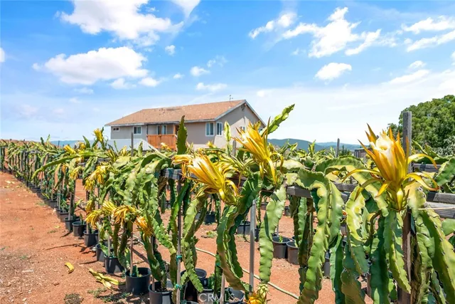 a view of a bunch of trees