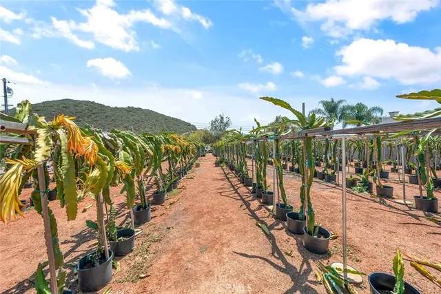 a view of a yard with plants