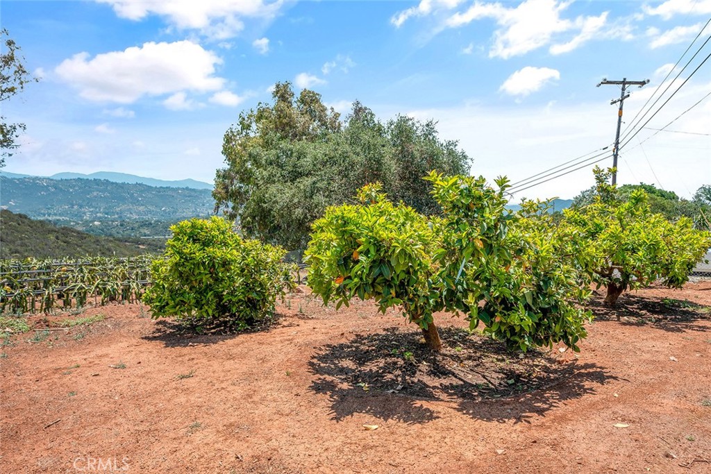 1996 Rainbow Glen Fallbrook, CA 92028 - Photo 50 of 55 a view of a garden with plants and a bench