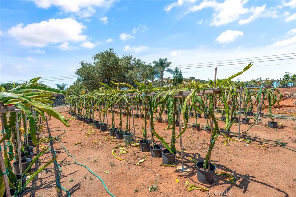 1996 Rainbow Glen Fallbrook, CA 92028 - Photo 52 of 55 a view of a backyard of the house