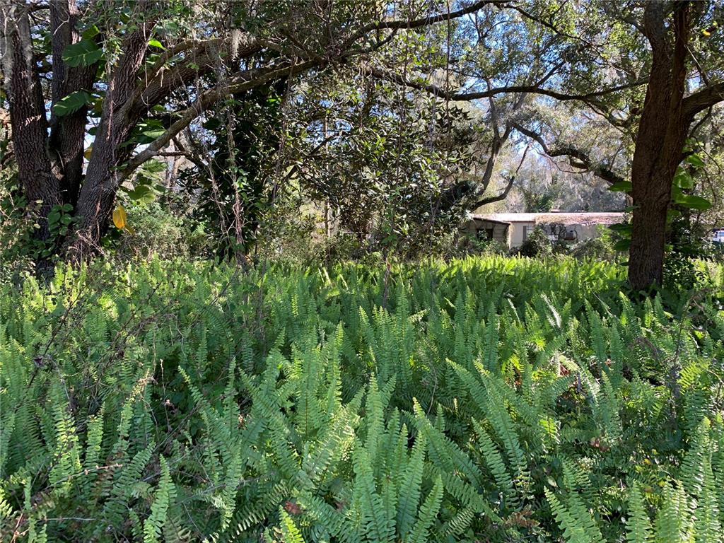 5614 Watson Road Riverview, FL 33578 - Photo 23 of 29 a picture of plants