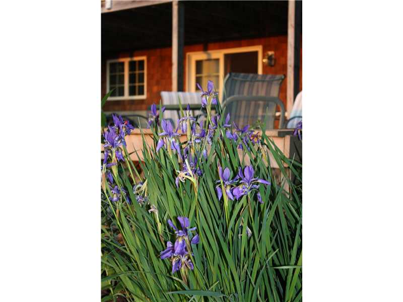 239 Seaside Drive Jamestown, RI 02835 - Photo 16 of 21 Exterior Back.