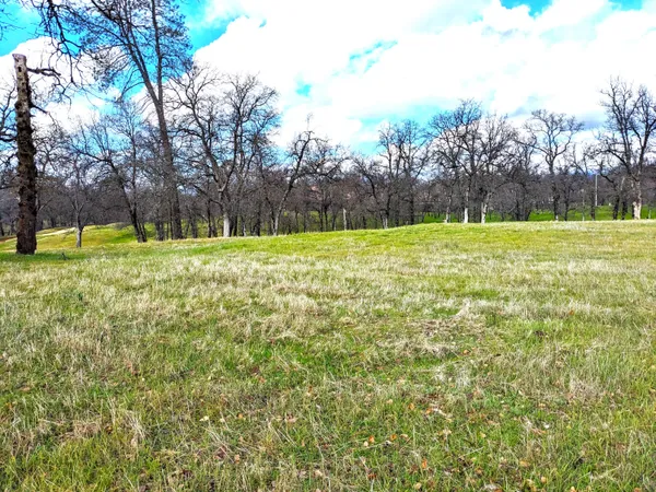a view of a field with an trees