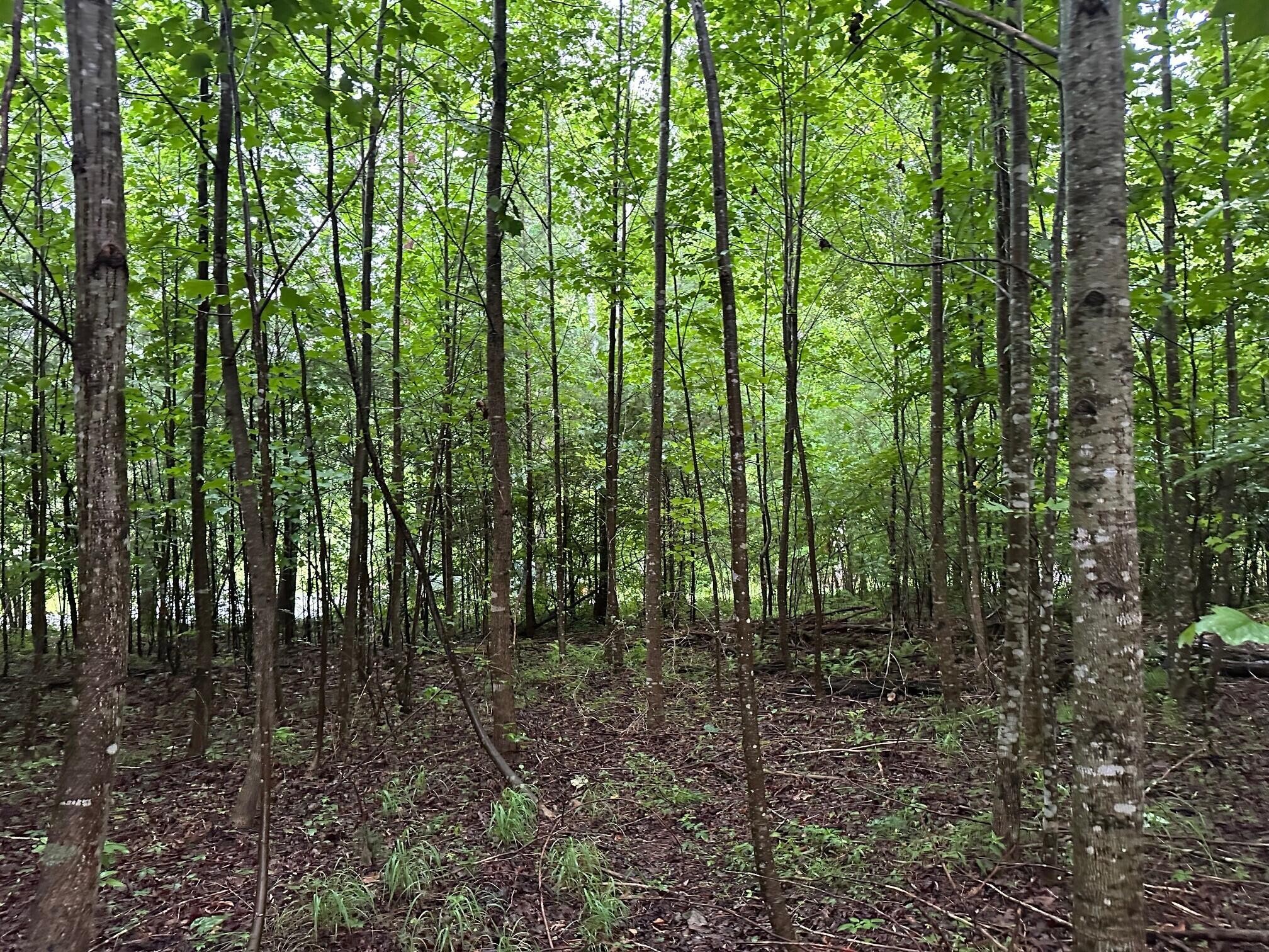 8 Sawmill Road Palmer, TN 37365 - Photo 1 of 16 Gallery Image 1
