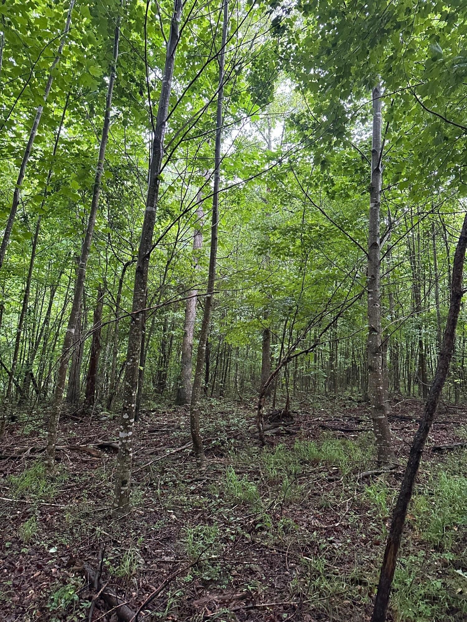 8 Sawmill Road Palmer, TN 37365 - Photo 12 of 16 Gallery Image 12