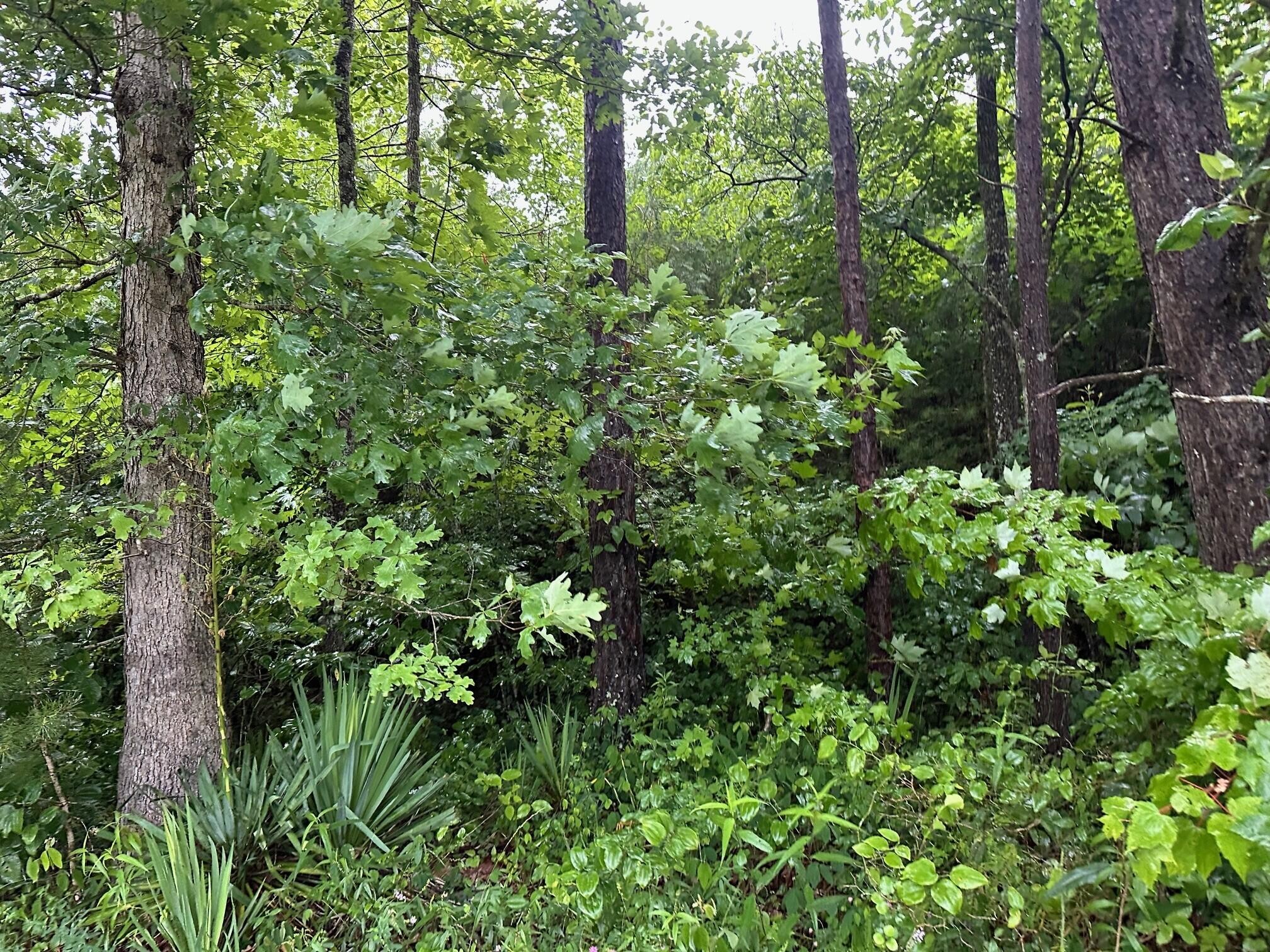 8 Sawmill Road Palmer, TN 37365 - Photo 15 of 16 Gallery Image 15