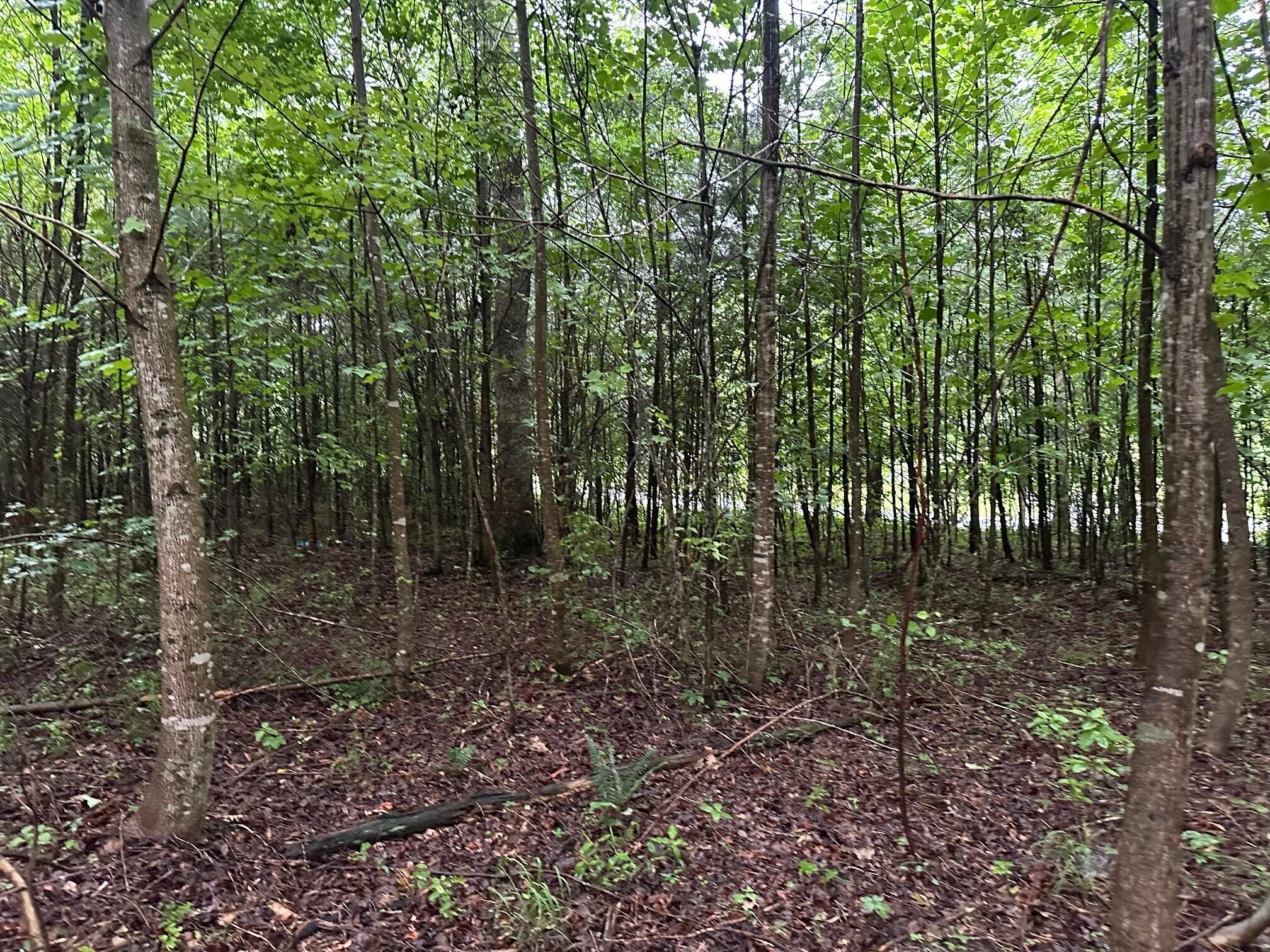 8 Sawmill Road Palmer, TN 37365 - Photo 2 of 16 Gallery Image 2